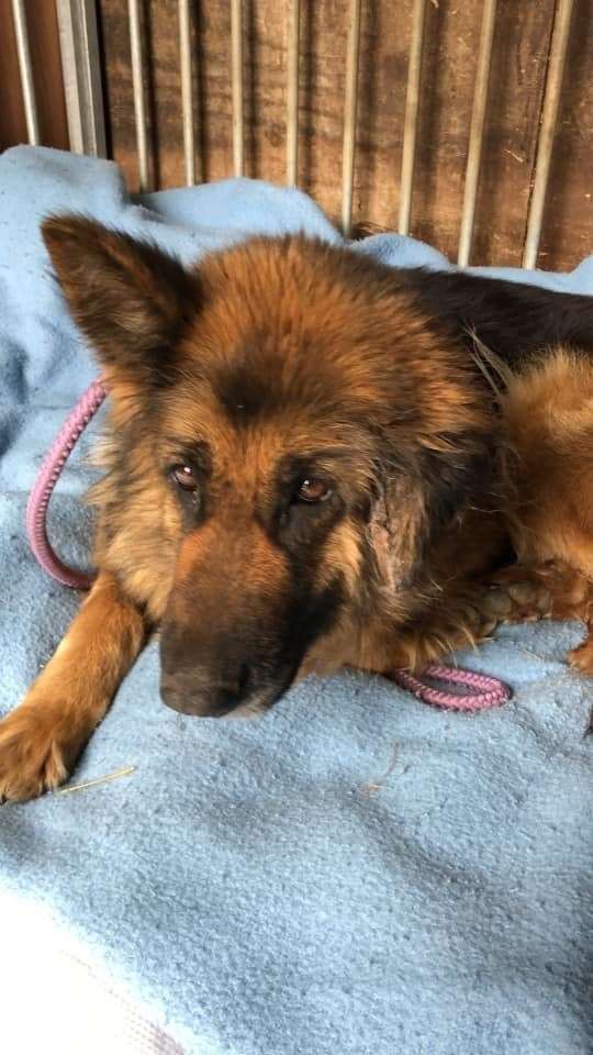 Recovering: Keira, a German Shepherd dog found in Teynham
