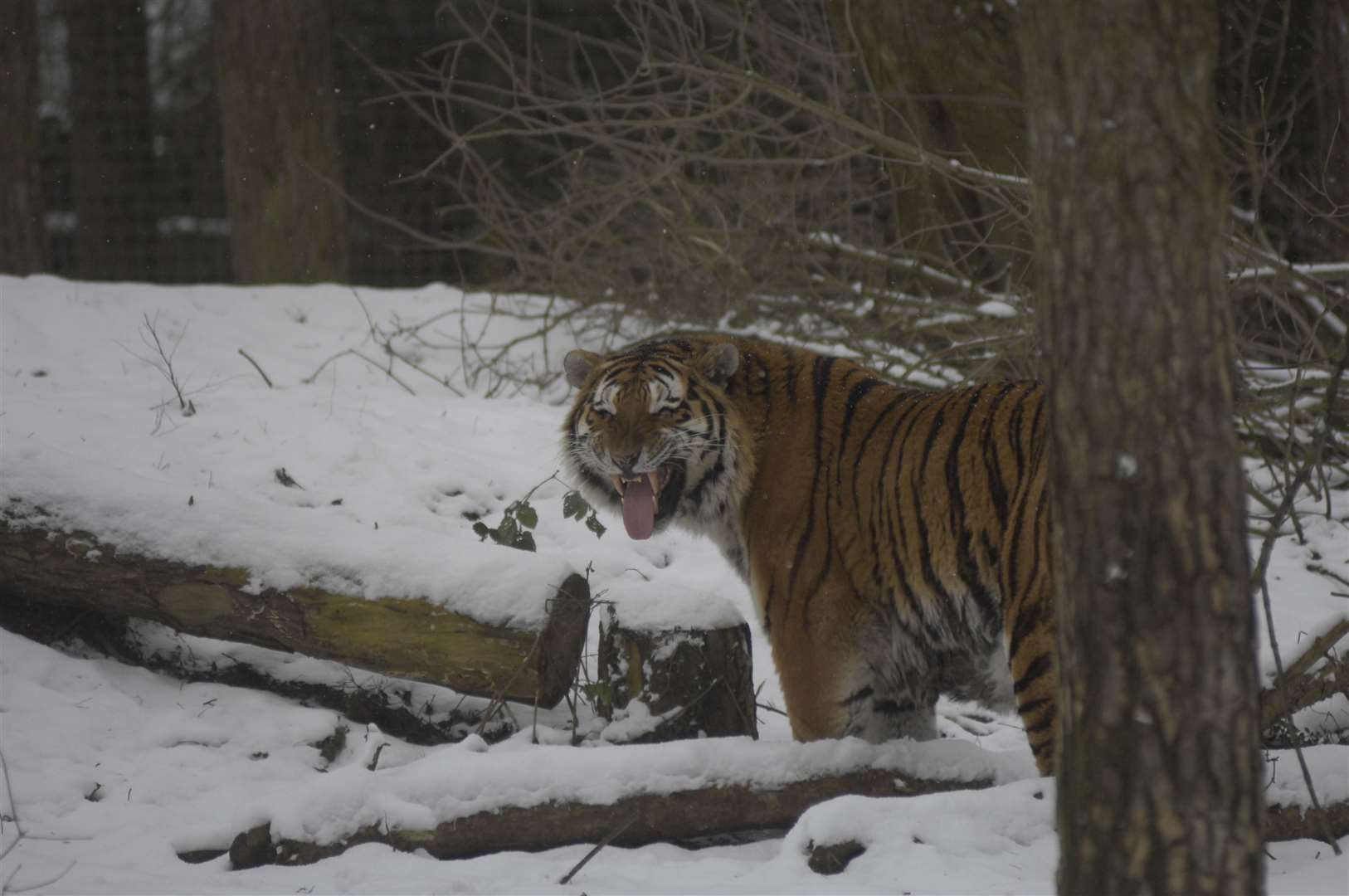 The Siberian Tiger was so stranger to snow. Picture: Gary Browne