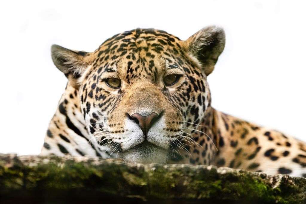 A jaguar was reportedly spotted. Stock image