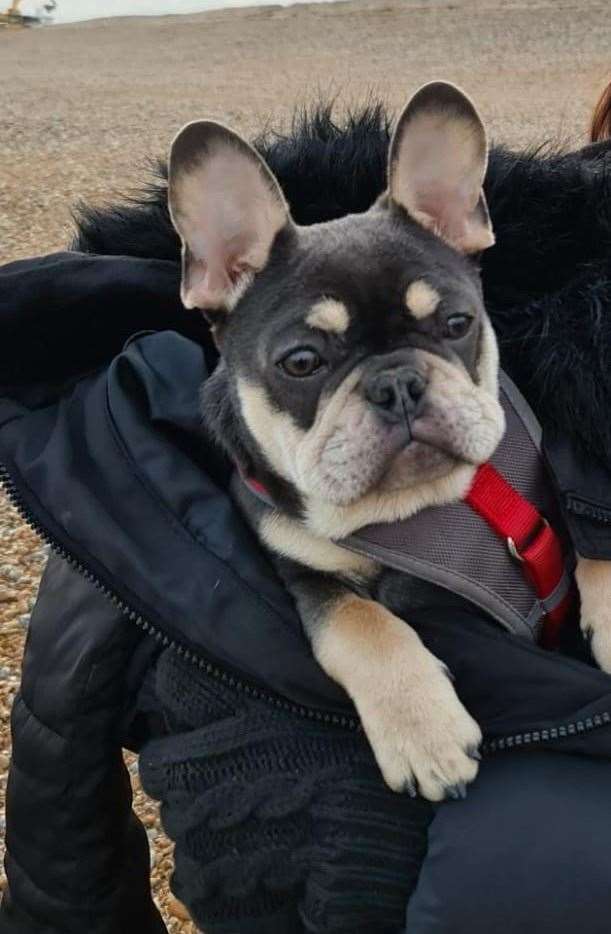 A nine-month-old puppy went missing after a walk on Thursday