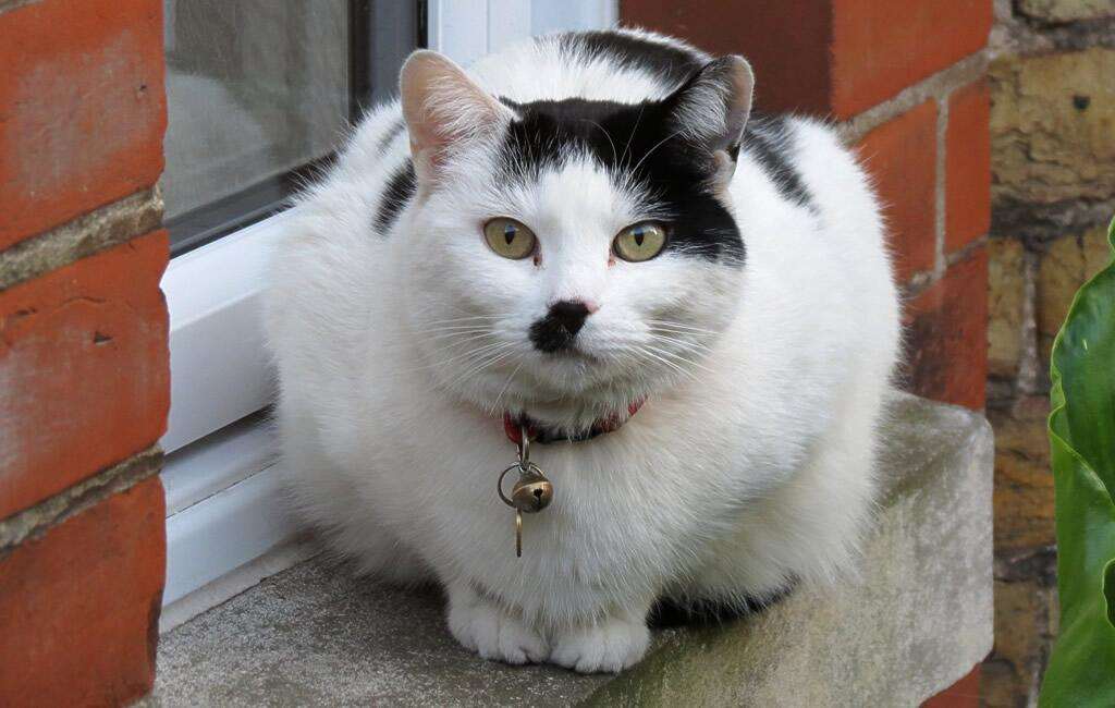 Ramsgate cat which looks like Hitler