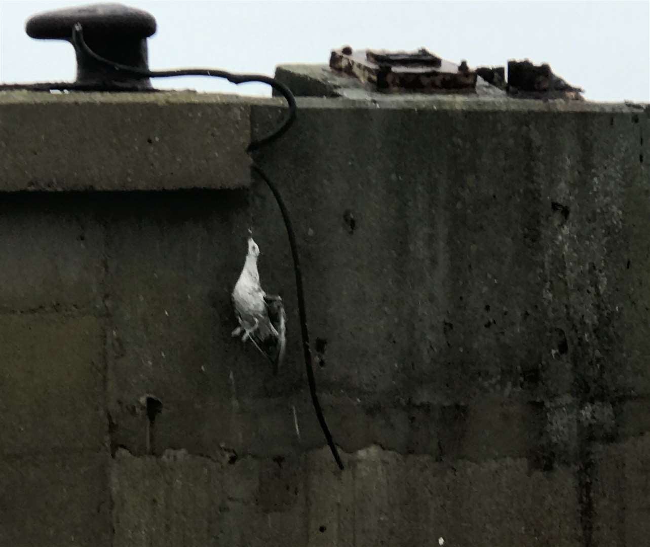 The gull was found hanging by a hook stuck in its beak. Picture: RSPCA