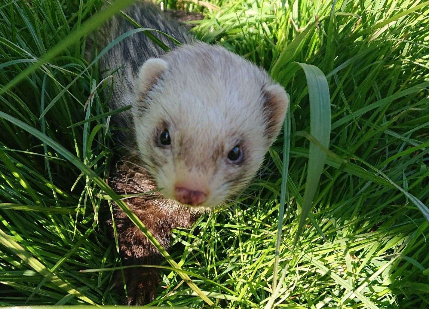 Have you seen - or been offered - the missing ferrets? Pictured is Boris
