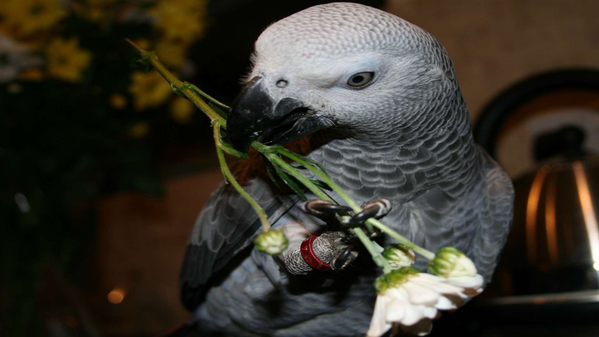 African grey parrot Molly was blown away in high winds