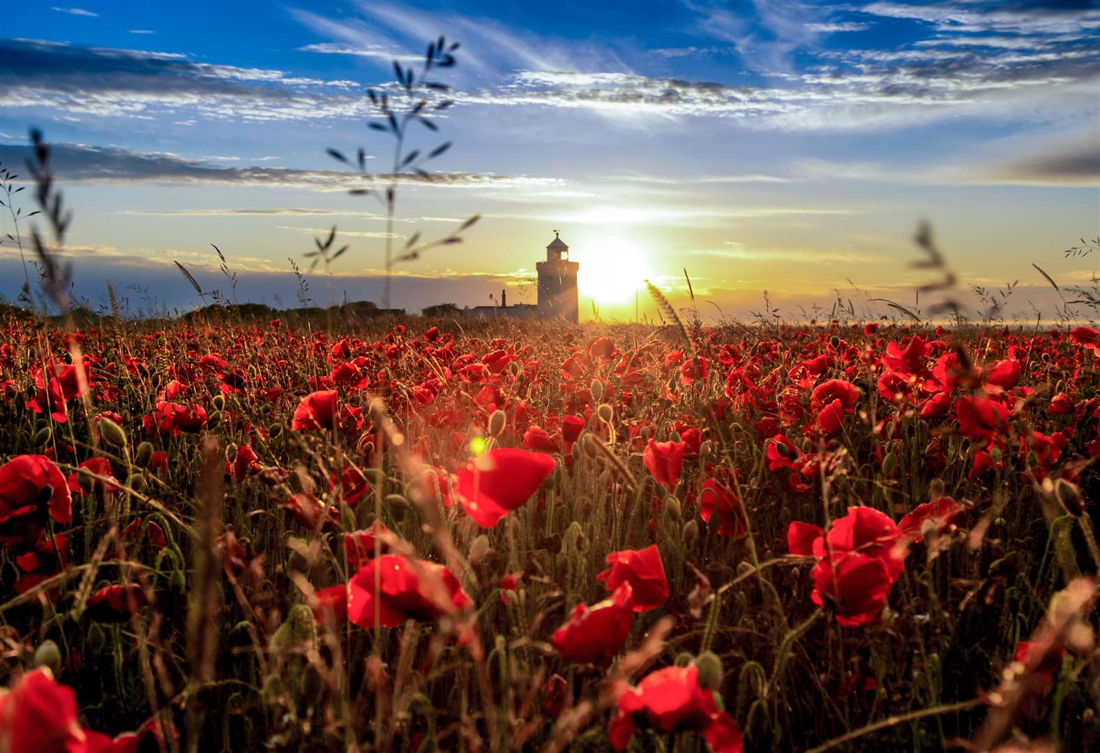 The poppies may not be flowering at this time of year, but the White Cliffs of Dover always look picturesque Picture: Matt Hayward/National Trust