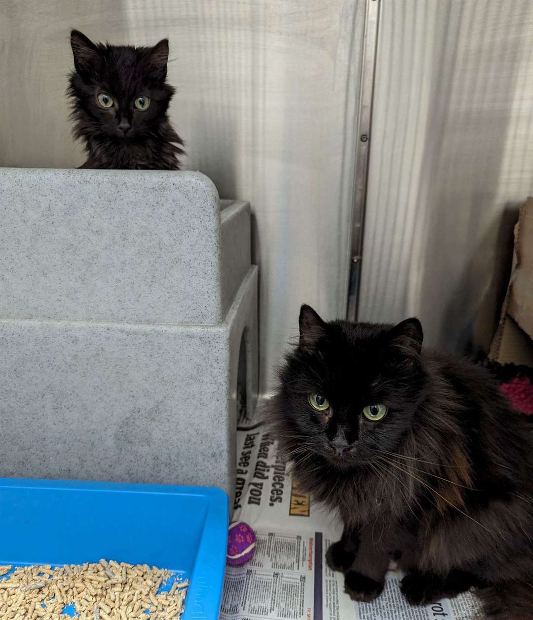 The cats have been named Morticia and Wednesday. Picture: RSPCA