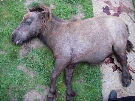 Aftermath of attack on pony