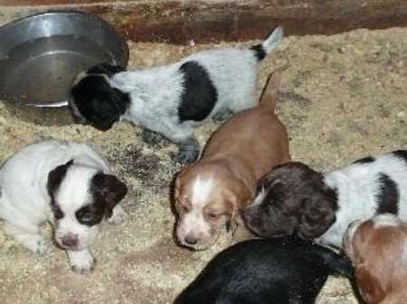 The puppies were taken during the night