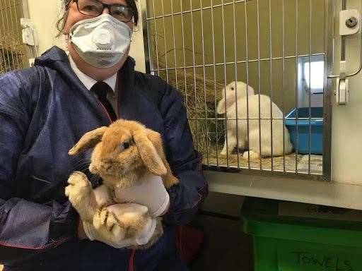 This pair of rabbits abandoned in Kent are now being cared for by the charity Picture: RSPCA