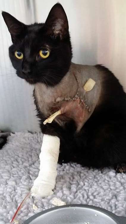 Maimed moggy Dunlop is recovering at Broadway Veterinary Group in Herne Bay