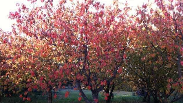 Lucy's cherry trees are an autumn picture