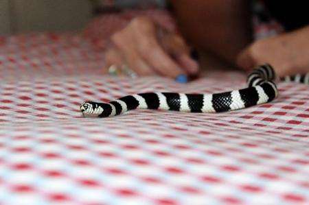The Californian Kingsnake discovered in Alex Gosbee's home
