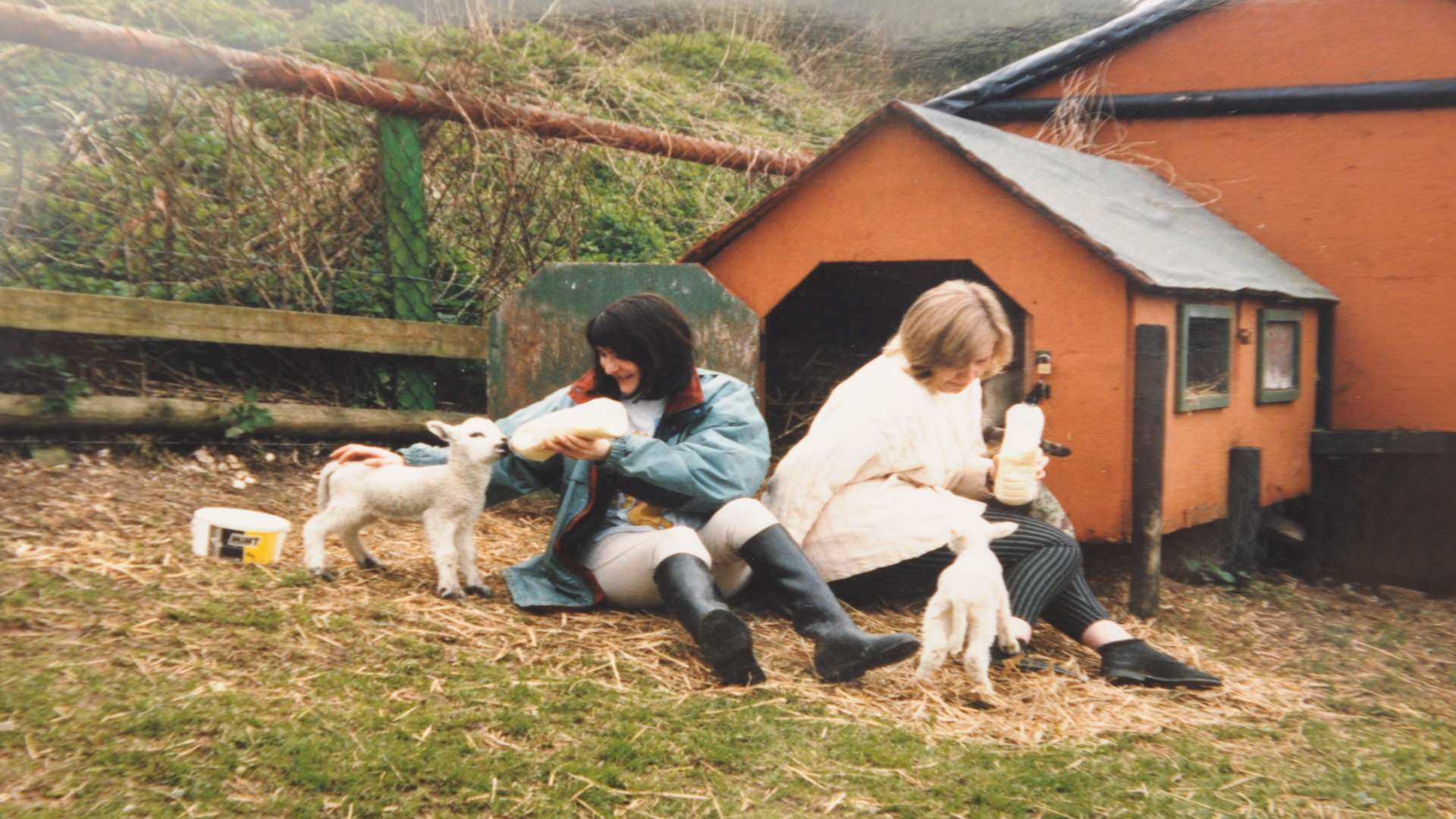 Visitors feeding lambs when the centre was open.