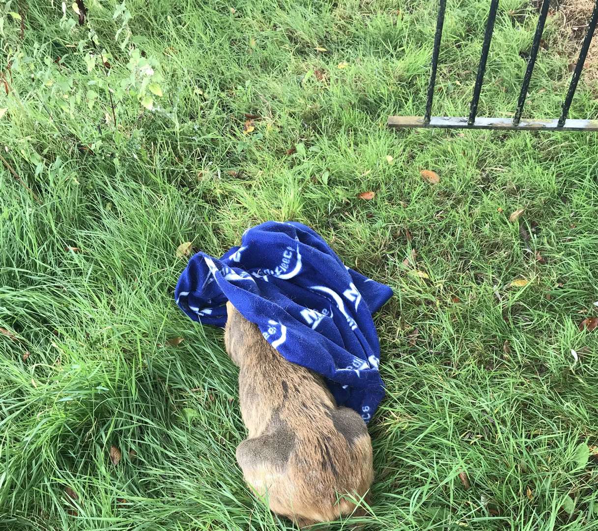 Her head was covered with a blanket, a popular technique for calming deer down. Picture: RSPCA