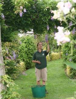 Gardener Pippa Green checks the wisteria on a happier day for the garden centre last summer. Picture: JOHN WESTHROP