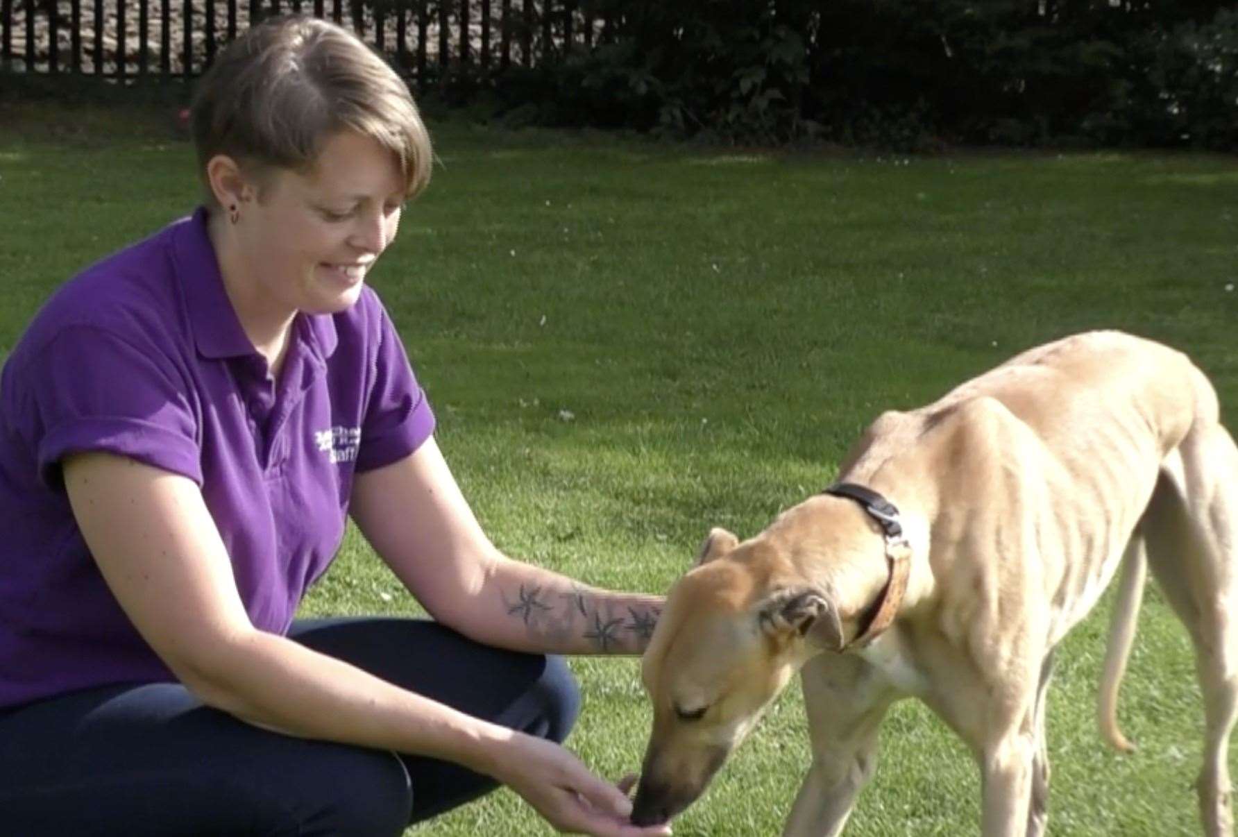 They hope more people will start to come forward to care for their lonely pups