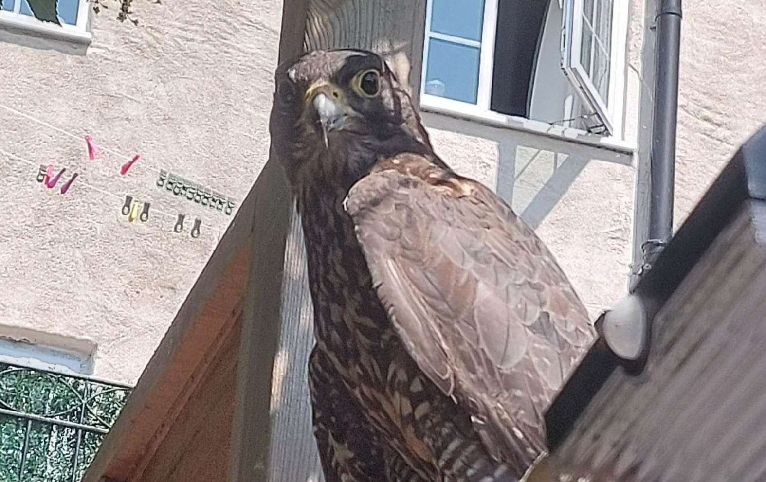 A second falcon was rescued in Chatham after it was found sitting on a garden fence