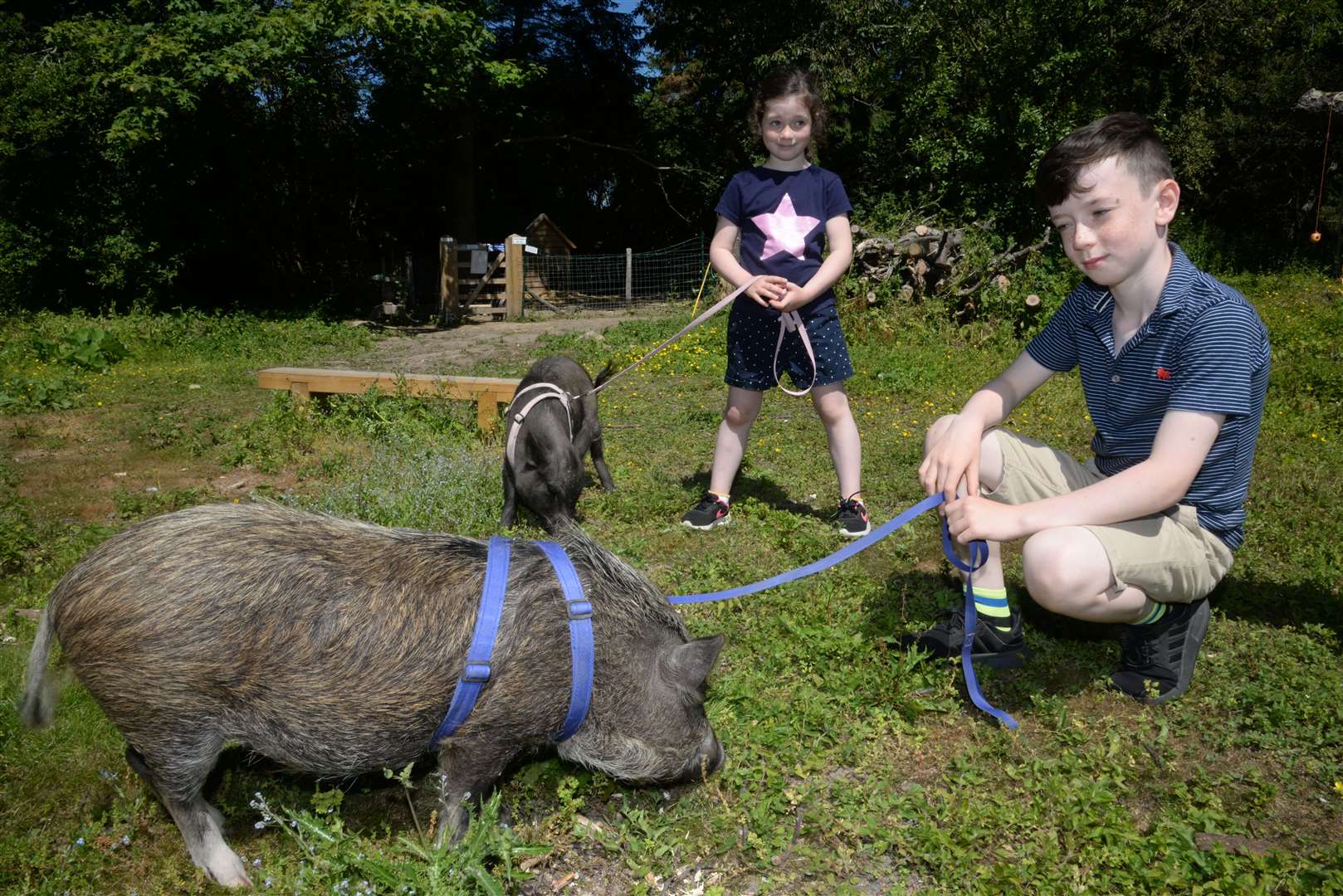 Lily, six and Oscar, nine with a pair of miniature pigs at the Huckleberry Woods micro animal farm in Lower Road, Faversham. Picture: Chris Davey. (23515531)