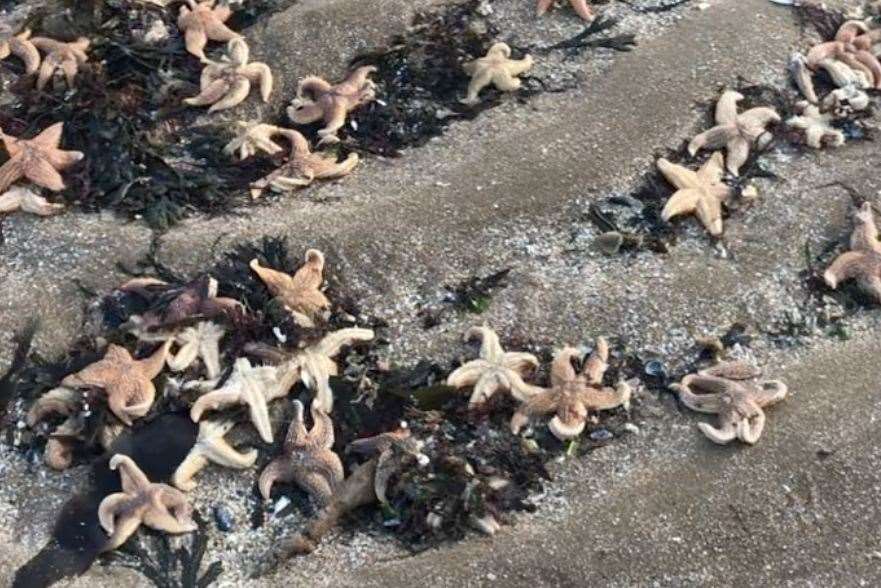 Hundreds of dead starfish have washed up on Botany Bay, Broadstairs. Picture: Ben Waldron