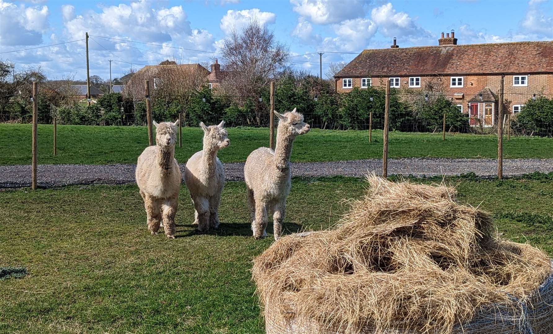 The Bonds have a number of animals on the site - including three alpacas