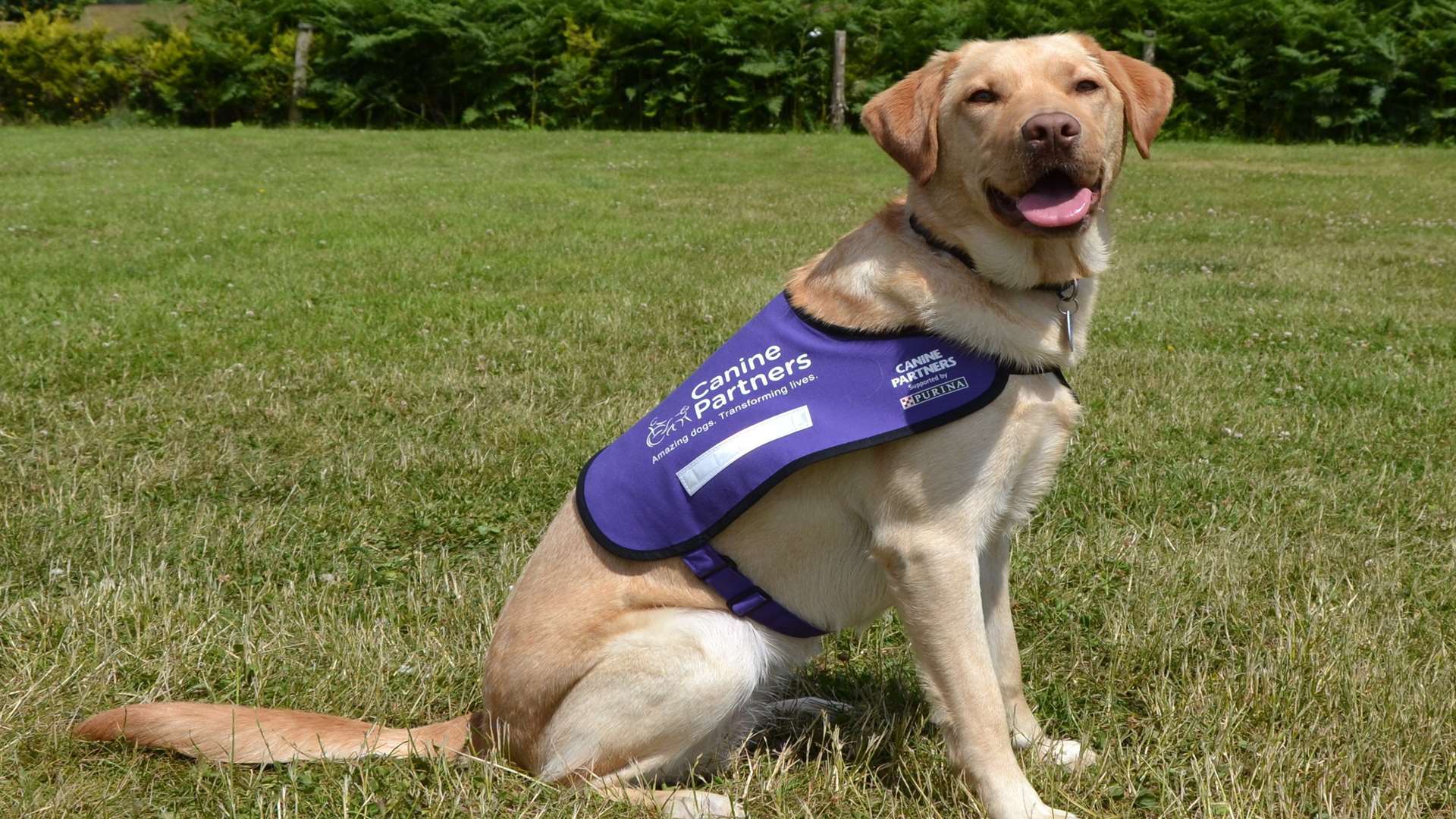 Ola the labrador gives owner Nicola vital support in living with multiple sclerosis.