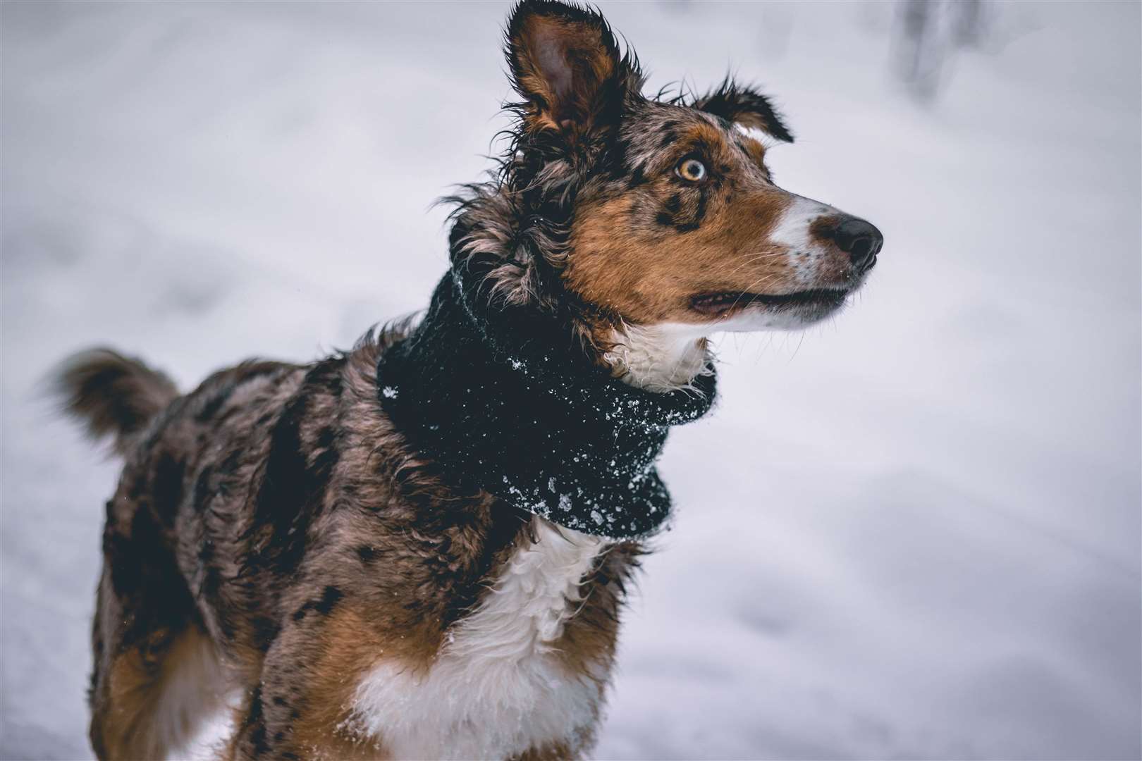 Whether your dog has an abundance of fur or thin fur, it’s always important to feel their body temperature.. Picture: Christian Wiediger, Unsplash