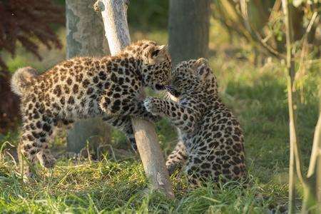 The Amur leopard twins, who are yet to be named, captured at play by Andy Porter