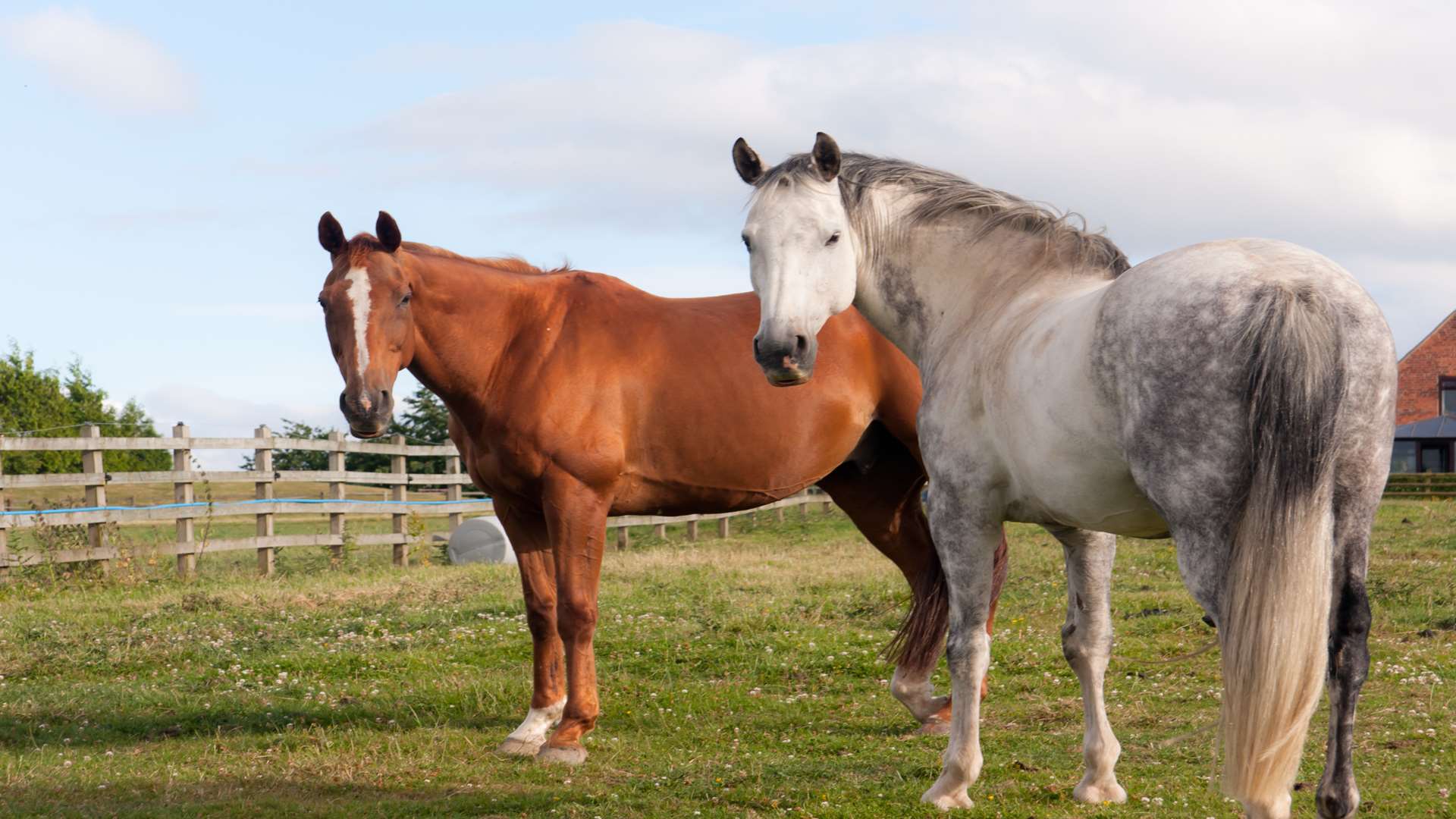 Horses in a paddock. Eileen Groome/Getty Images/iStockphoto