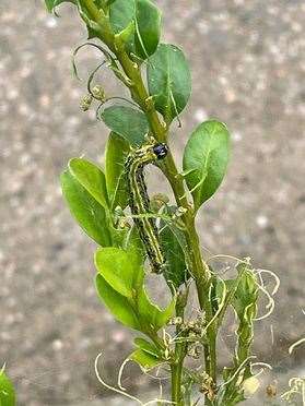Hungry Asian Box caterpillars are devouring entire hedges. Picture: Paul Abell