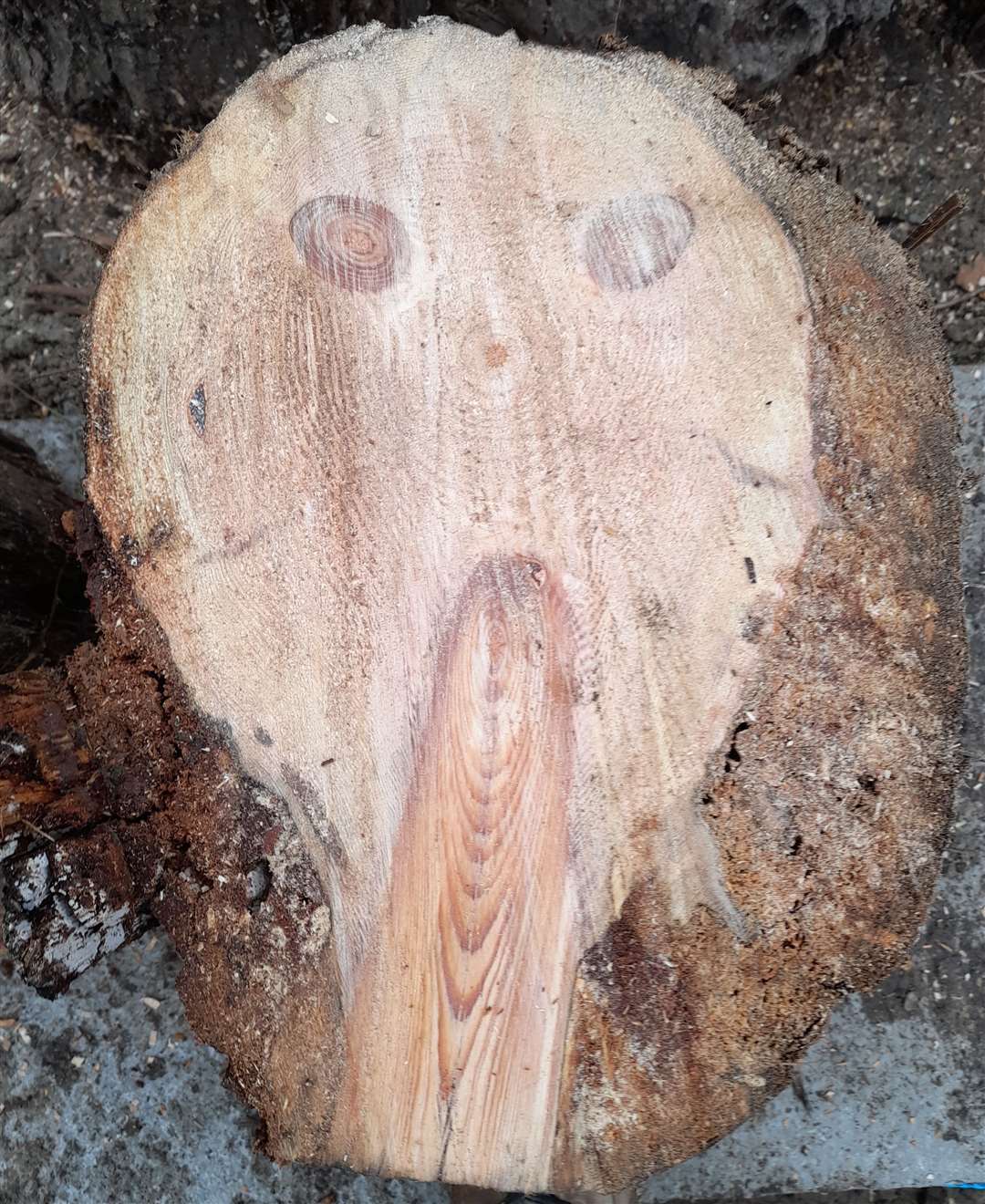 The volunteers found this incarnation of Edvard Munch's The Scream while chopping logs at The Big Cat Sanctuary. Picture: Ian Suitters