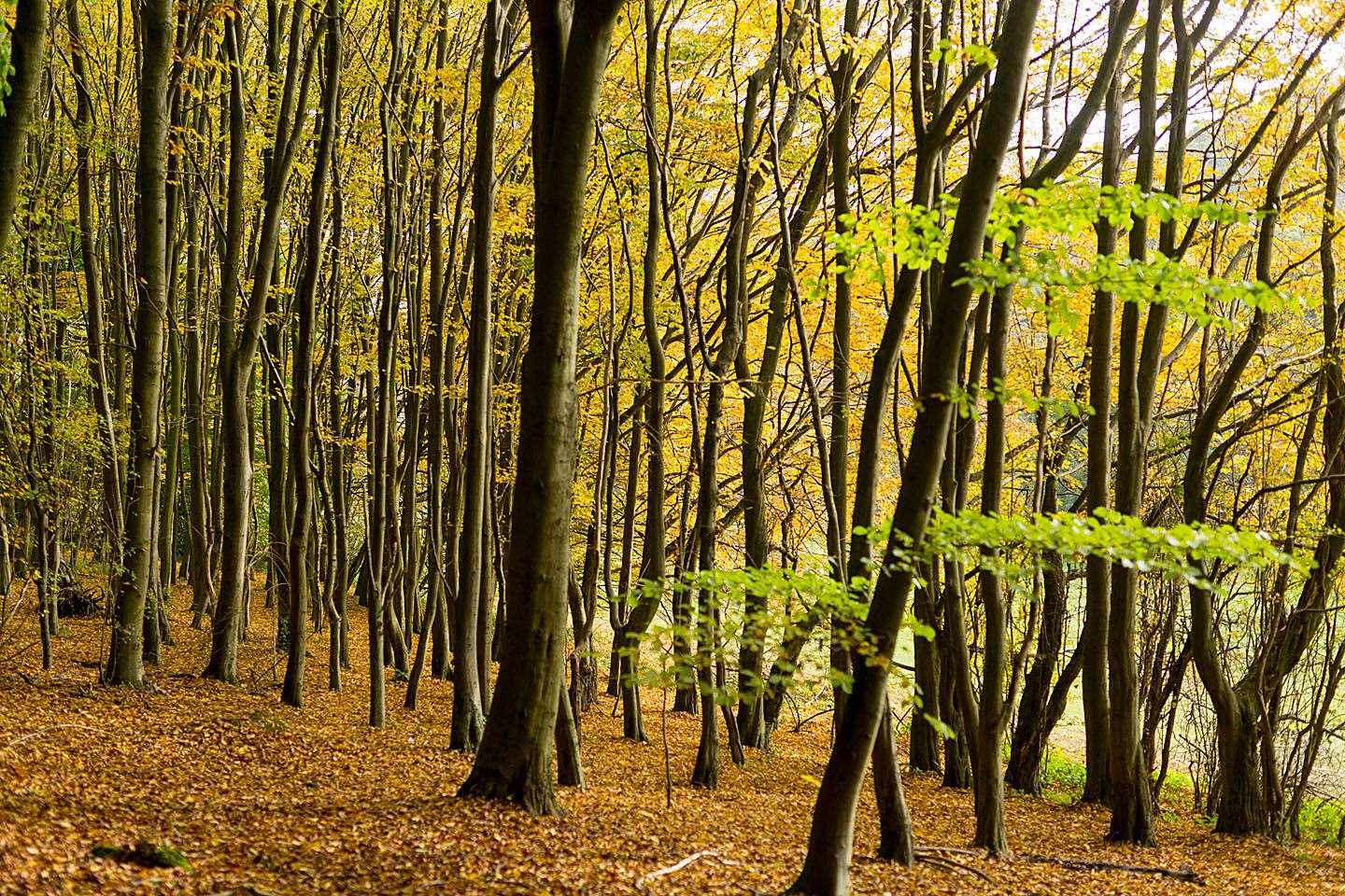 Enjoy the autumnal colours at Lullingstone Country Park. Picture: KCC