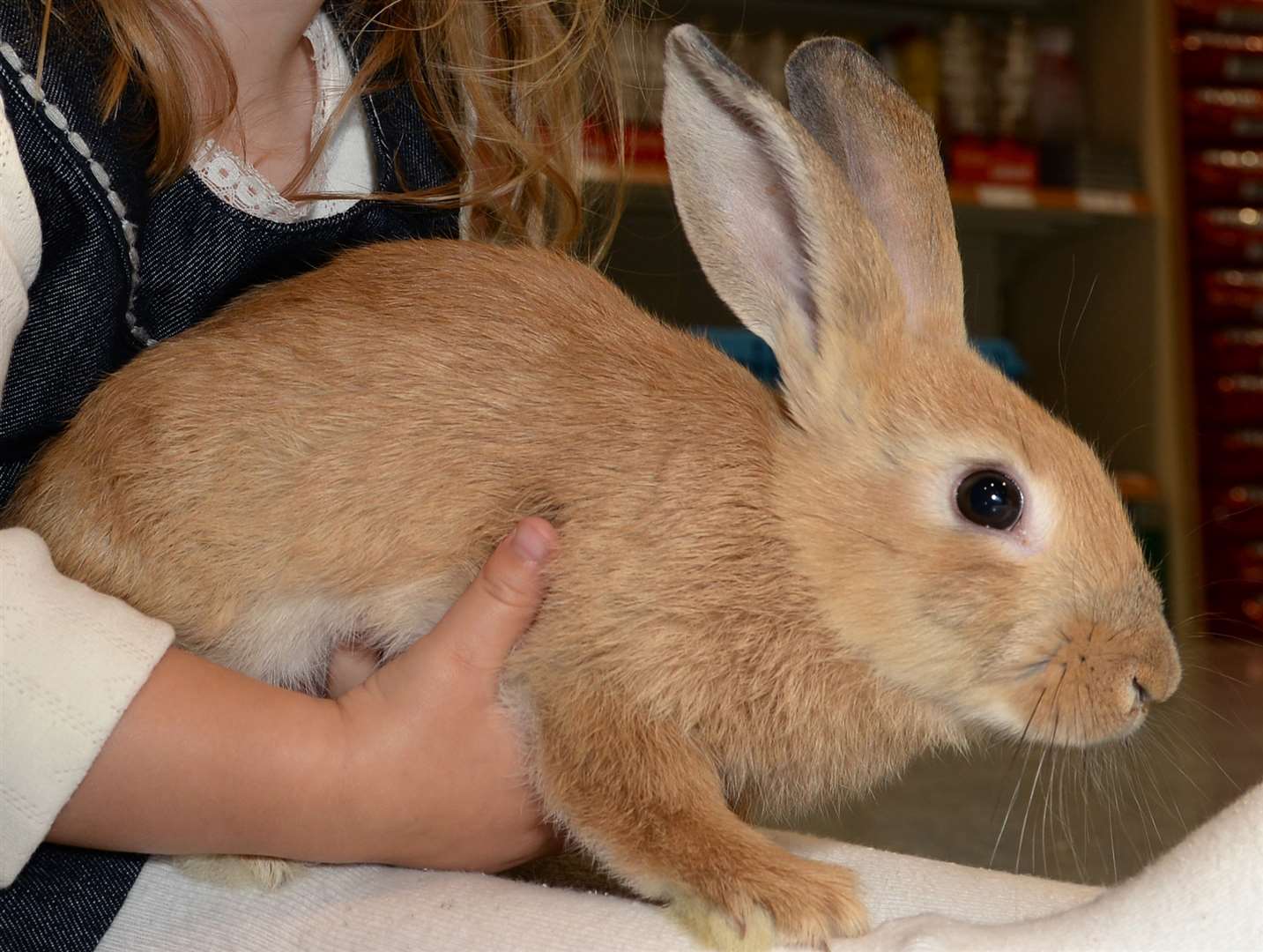 Pet rabbits could be at risk after two incidents being looked into by police