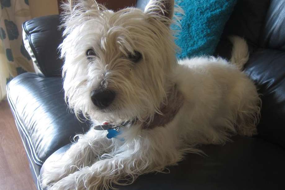 West Highland terrier Hamish was caught in the jaws of a labrador
