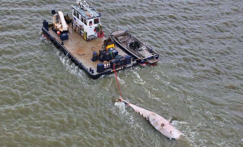 The whale's body being towed near Gravesend/ Picture: SkyShark Media Aerial Imagery