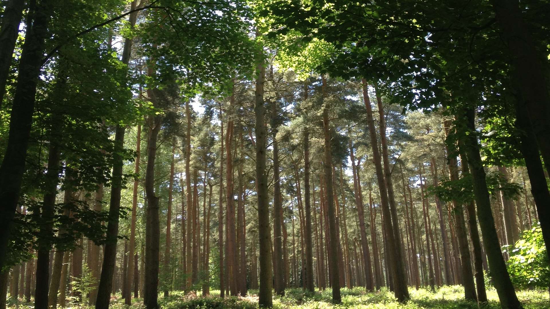 Bedgebury National Pinetum and Forest is gearing up for Living Symphonies soon where visitors will be able to hear the sounds of the forest in musical form
