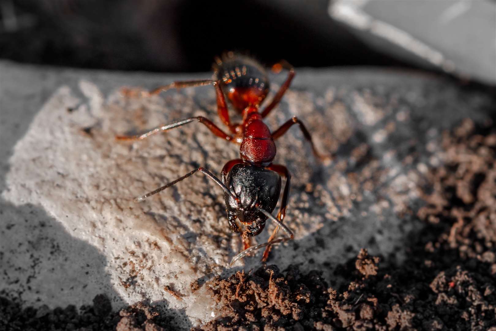 A man was left needing an ambulance after being attacked by fire ants. Picture: iStock