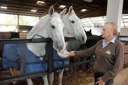 Hearse horses put up for auction.