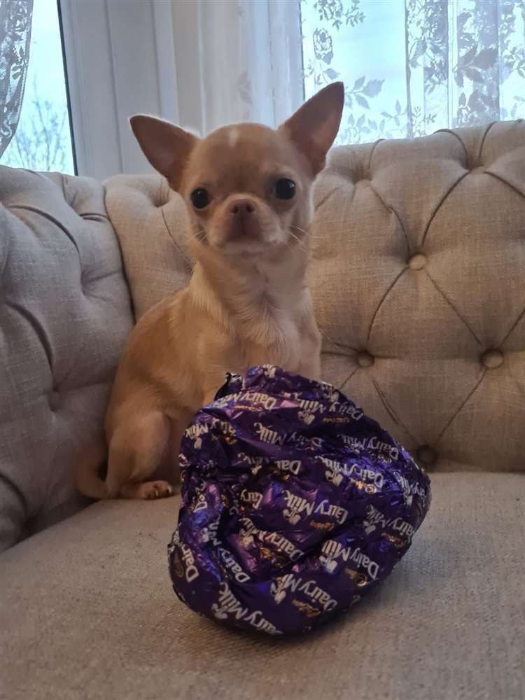 Bailey the chihuahua fell ill after eating an Easter egg as charity PDSA and his owner from Medway warn about the dangers chocolate for humans can have on dogs. Picture: PDSA/PA