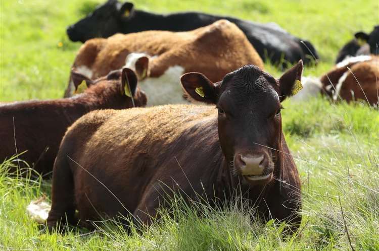 A cow in Kent has tested positive for bluetongue