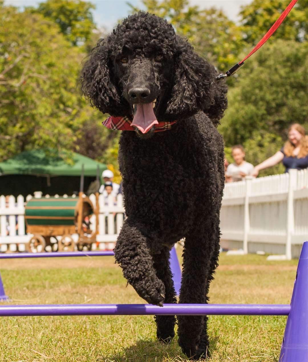 Your pooch can have a go at an agility course at Castle Canines Picture: Alison Bailey