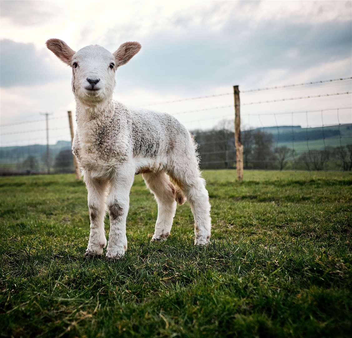 Spring lambs will be arriving