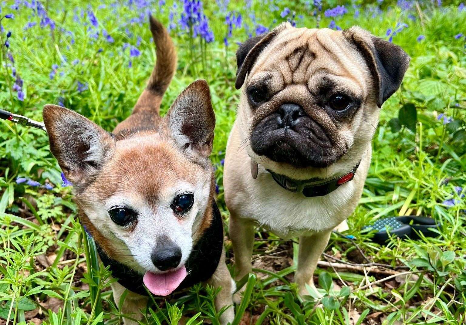 Battersea pug Stan is enjoying life with his new family and doggy friend Lola. Picture: Battersea