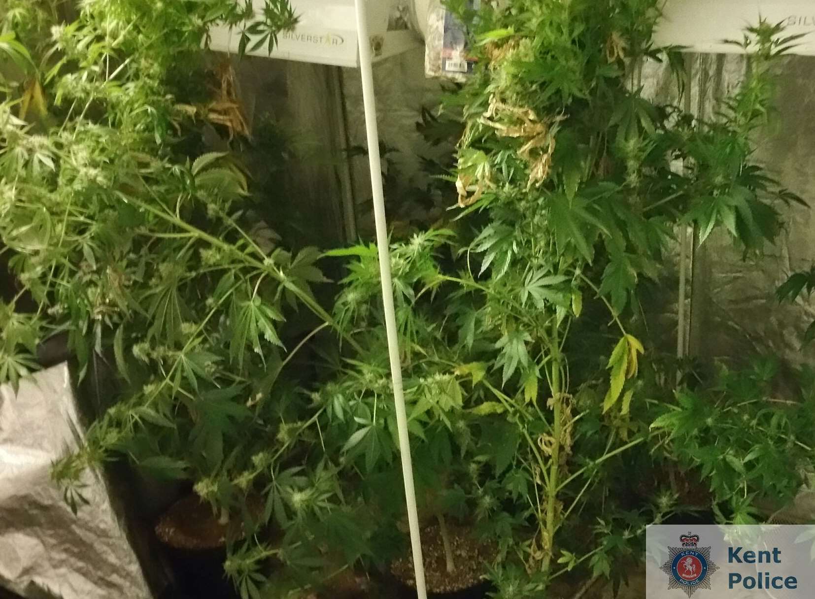 Seven fully grown cannabis plants were seized by police. Picture: Kent Police