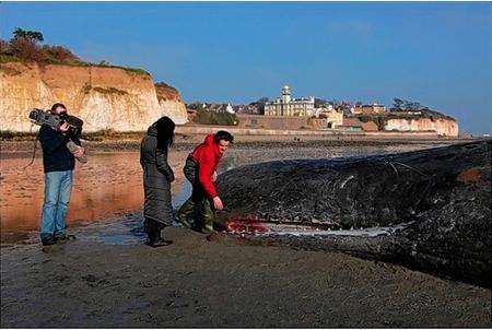 Whale at Pegwell Bay, picture by Brett Lewis