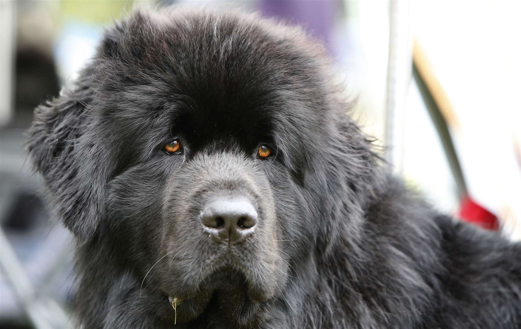 A Newfoundland from Splashpals at Bewl Water last year Picture: Andy Jones