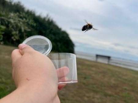 The Shrill Carder Bee was found on the Isle of Grain. Picture: BIAZA