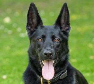 Police dog Elsa helped track the suspect down. Picture: Kent Police