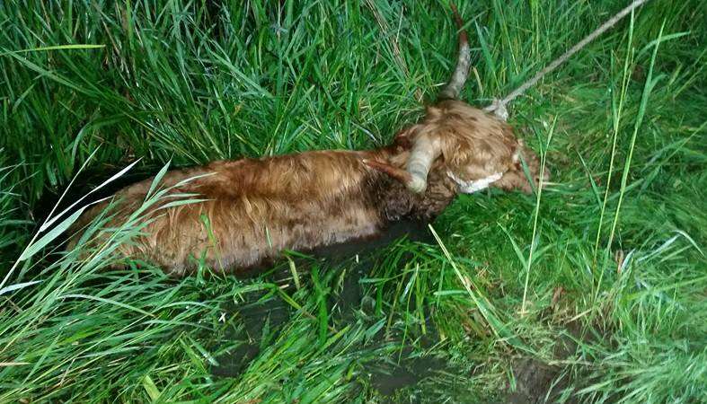 The cow was stuck in a ditch near Toddlers Cove. Picture by Kelly Stygle
