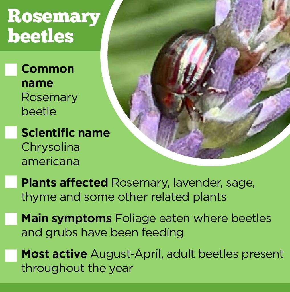 Rosemary beetles are now more widespread says the RHS