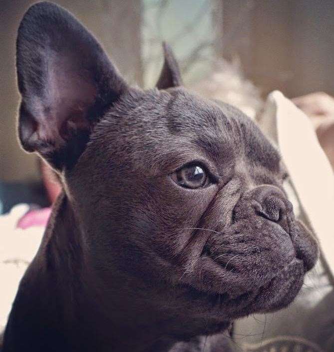 A blue French bulldog. Stock picture: Wikimedia Commons/David Rowley